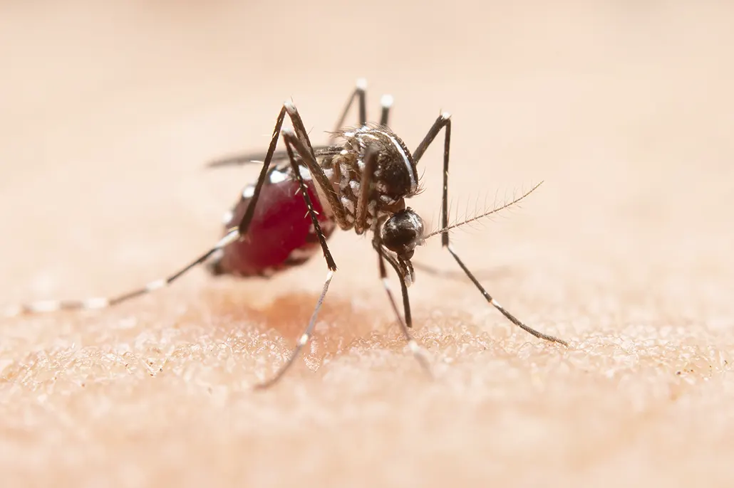 Dengue: Síntomas y Prevención