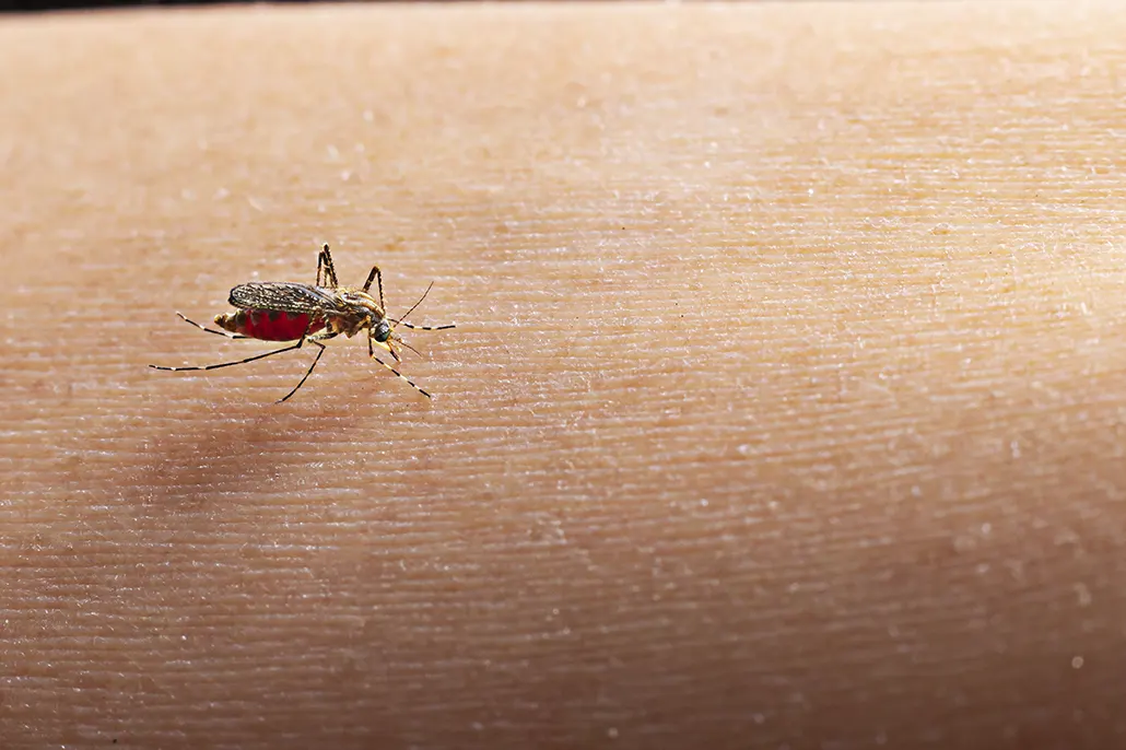 ¿Qué es el Dengue hemorrágico?