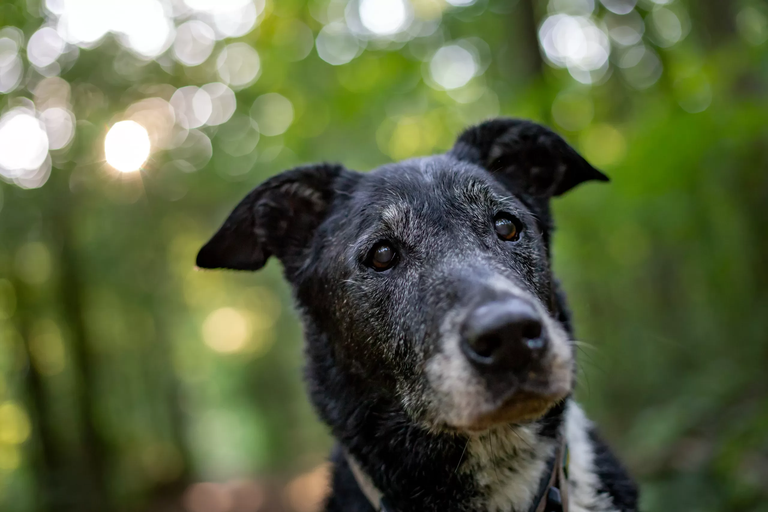 Böhm Asesores de Seguros • Día del Perro Callejero y el compromiso del cuidado responsable